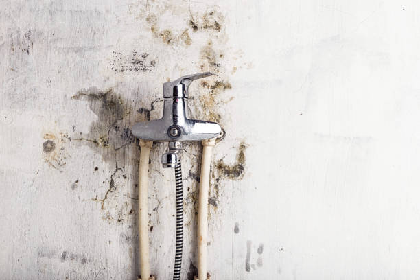 Best Fast Mold Removal  in Milford, OH