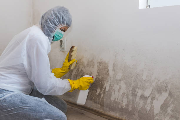 Mold Removal and Inspection in Milford, OH