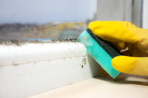 Best Mold Remediation  in Milford, OH