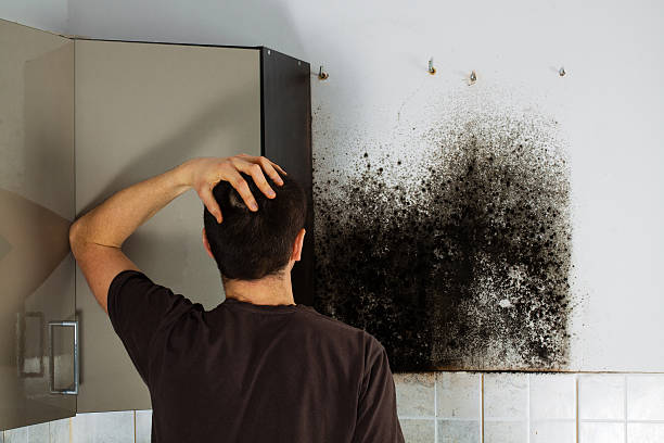 Best Home Mold Removal  in Milford, OH